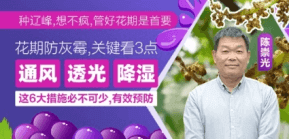 花期防灰霉，关键看3点